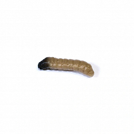 Revol Baits nástraha Caddis Larva 20mm příchuť sýr-česnek, barva tmavě béžová 10ks