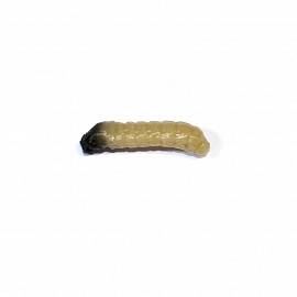 Revol Baits nástraha Caddis Larva 20mm příchuť krevetka, barva světle béžová 10ks