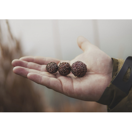 Chytil Boilies Pandemia 16mm