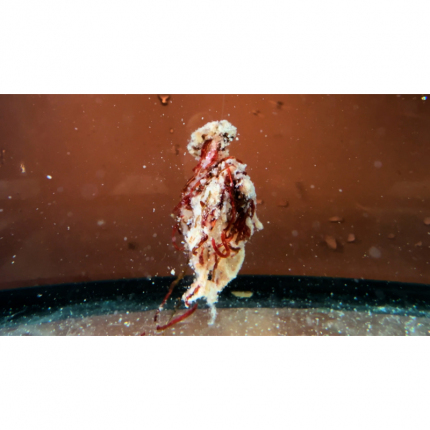 Šonův Sopel revoluční nástraha 85g vysoká dóza