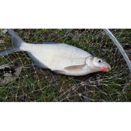 Rohlíkové boilies FLUO 30g MED