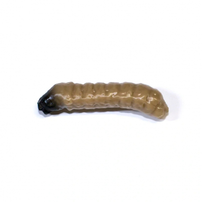 Revol Baits nástraha Caddis Larva 30mm příchuť krevetka, barva tmavě béžová 10ks Revol Baits nástraha Caddis Larva 30mm příchuť krevetka, barva tmavě béžová 10ks