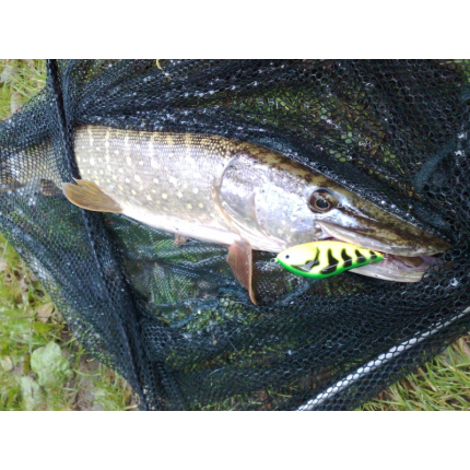 Salmo rybářské woblery SLIDER SD5F barva PA