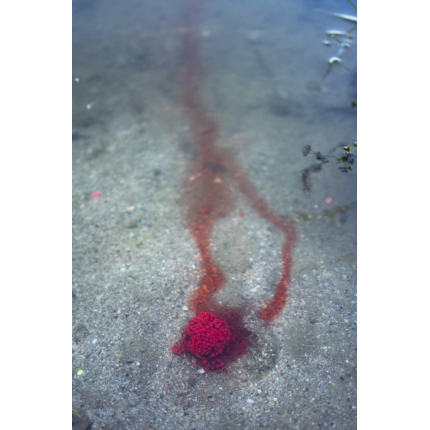 Chytil Boilies Pandemia 24mm