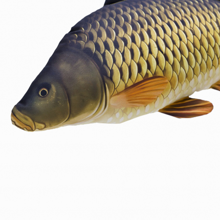 Gaby Polštář Kapr šupináč 64cm