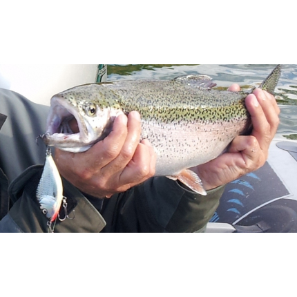 Salmo rybářské woblery SLIDER SD5F barva PA