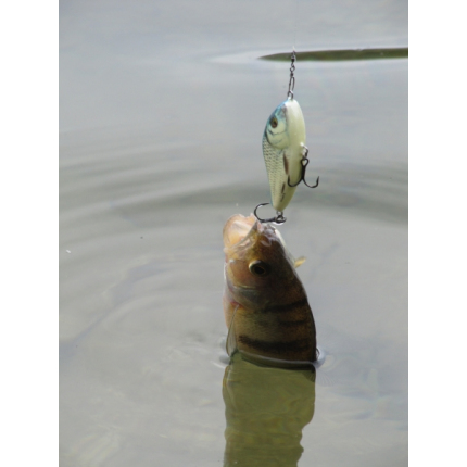 Salmo rybářské woblery SLIDER SD5F barva PA