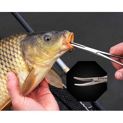 Zfish Pean Zahnutý